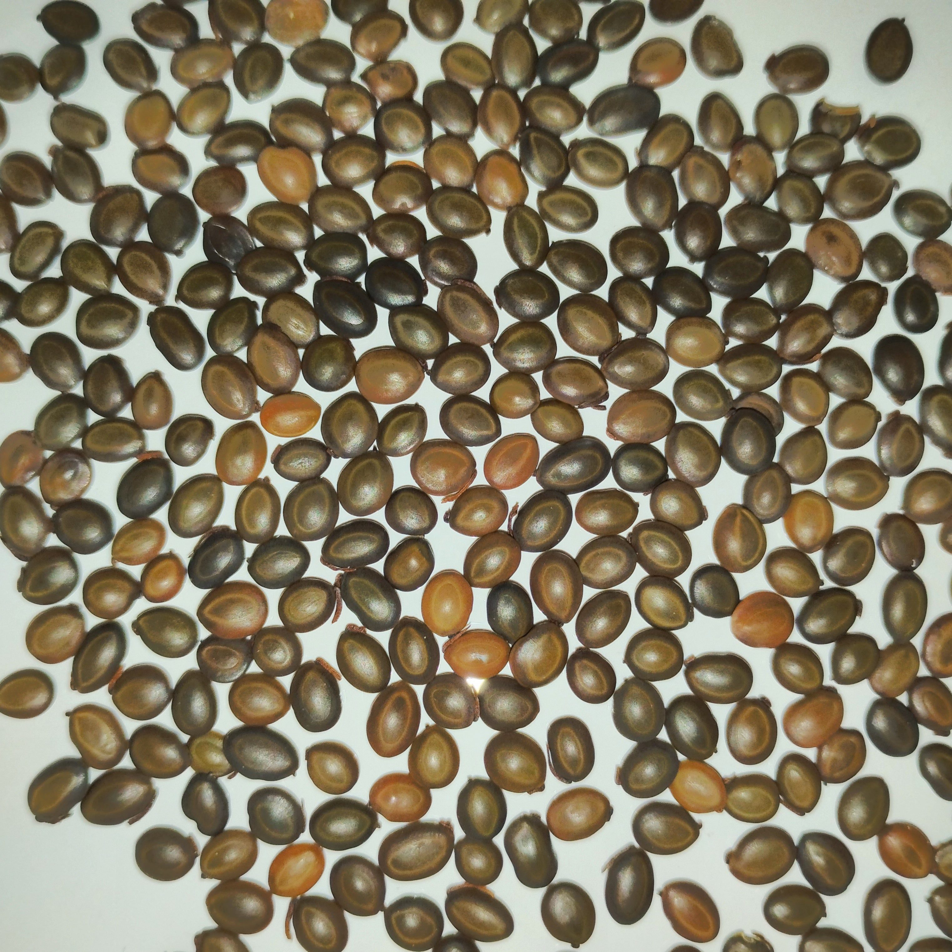All Seeds