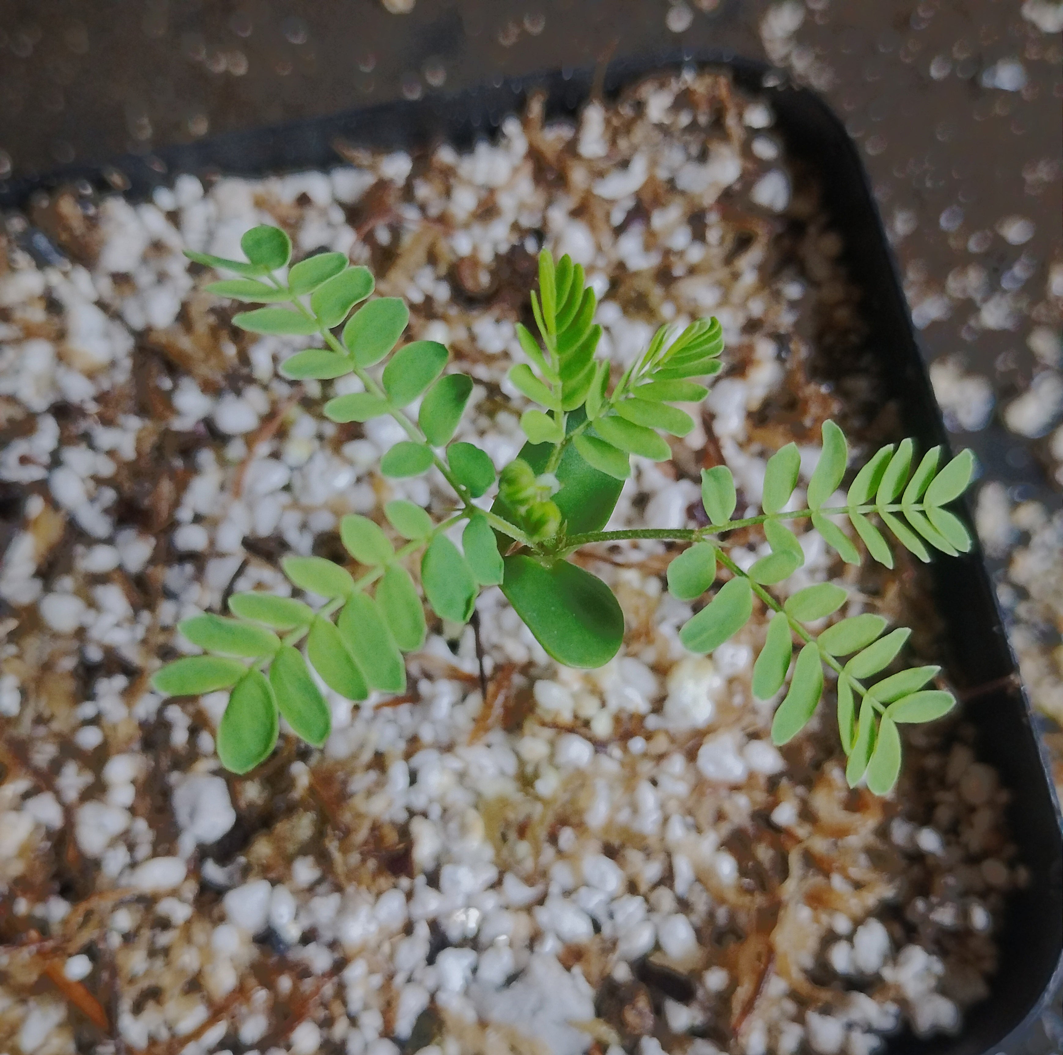 Faidherbia albida (Apple-Ring Acacia) -Seeds-