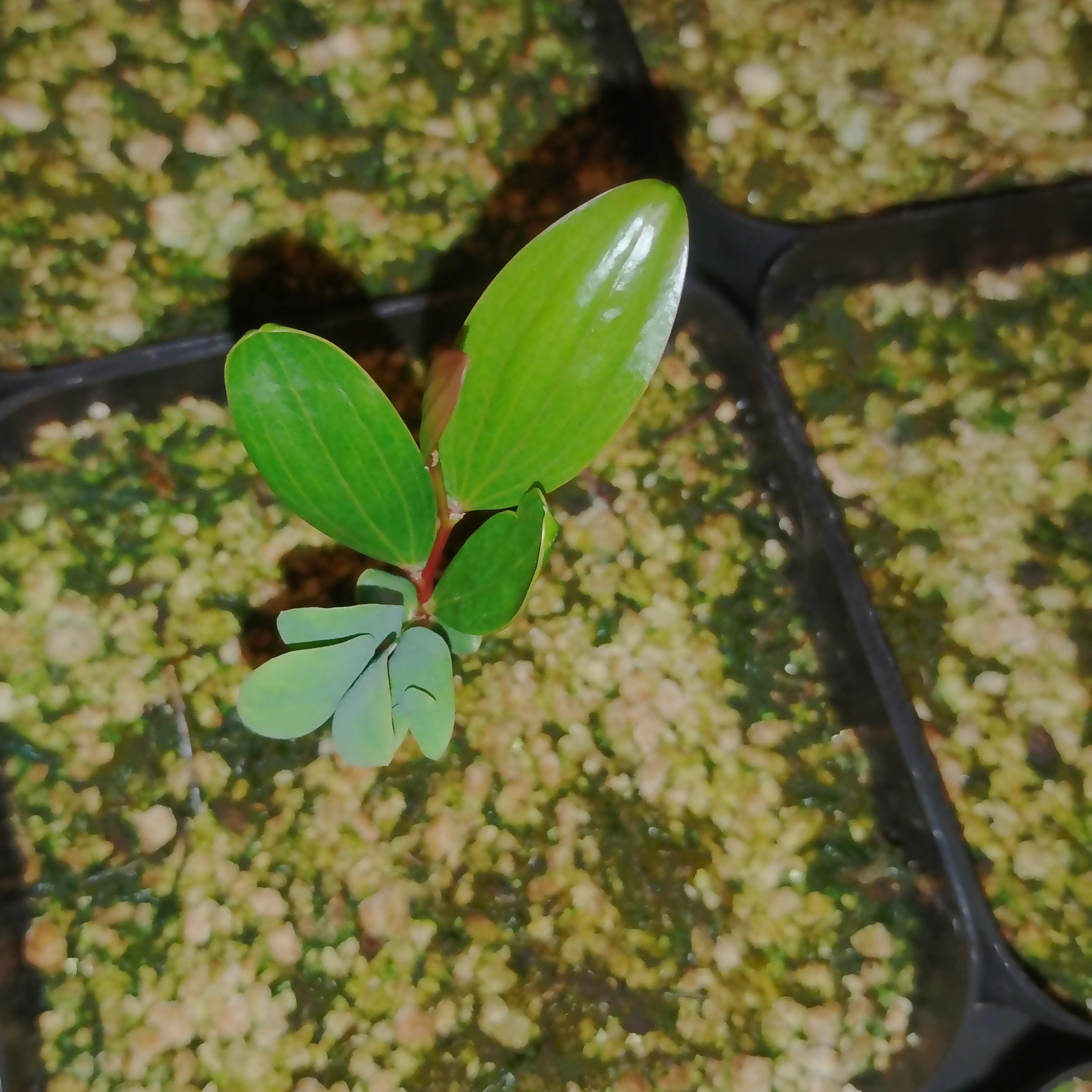 Acacia confusa (Formosan Koa) -Seeds-