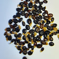 Acacia acuminata var. narrow (Inland Jam) -Seeds-