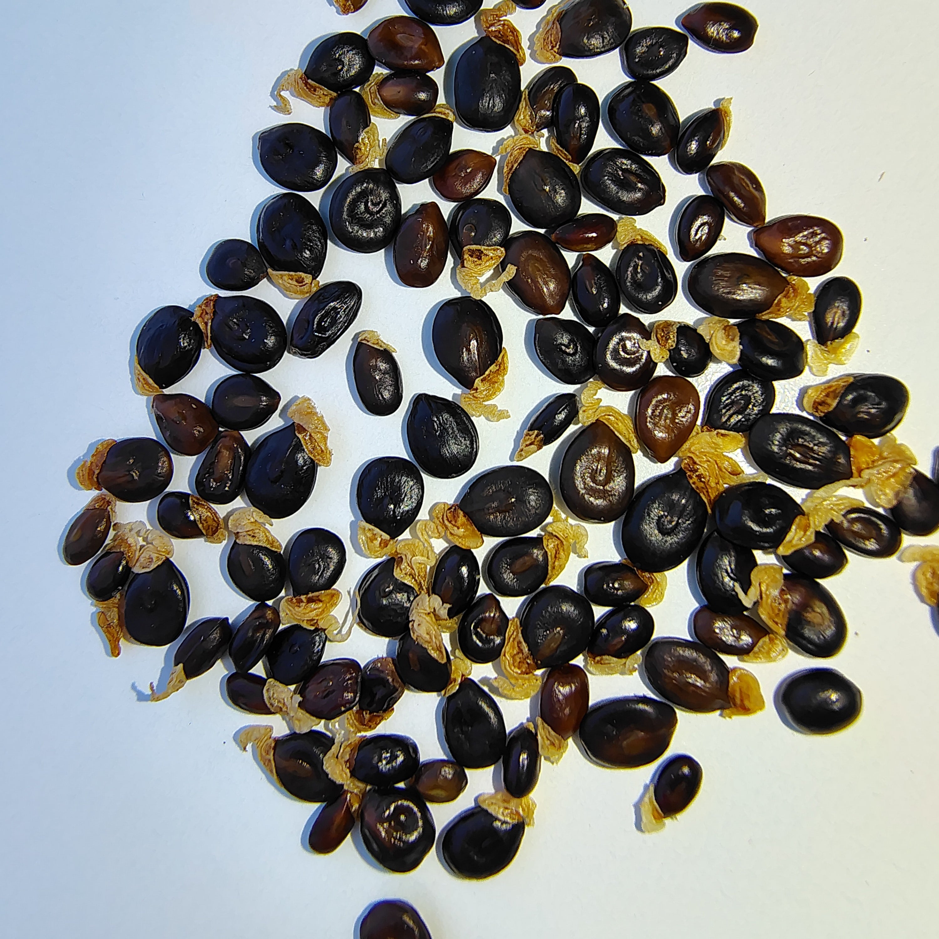 Acacia acuminata var. narrow (Inland Jam) -Seeds-