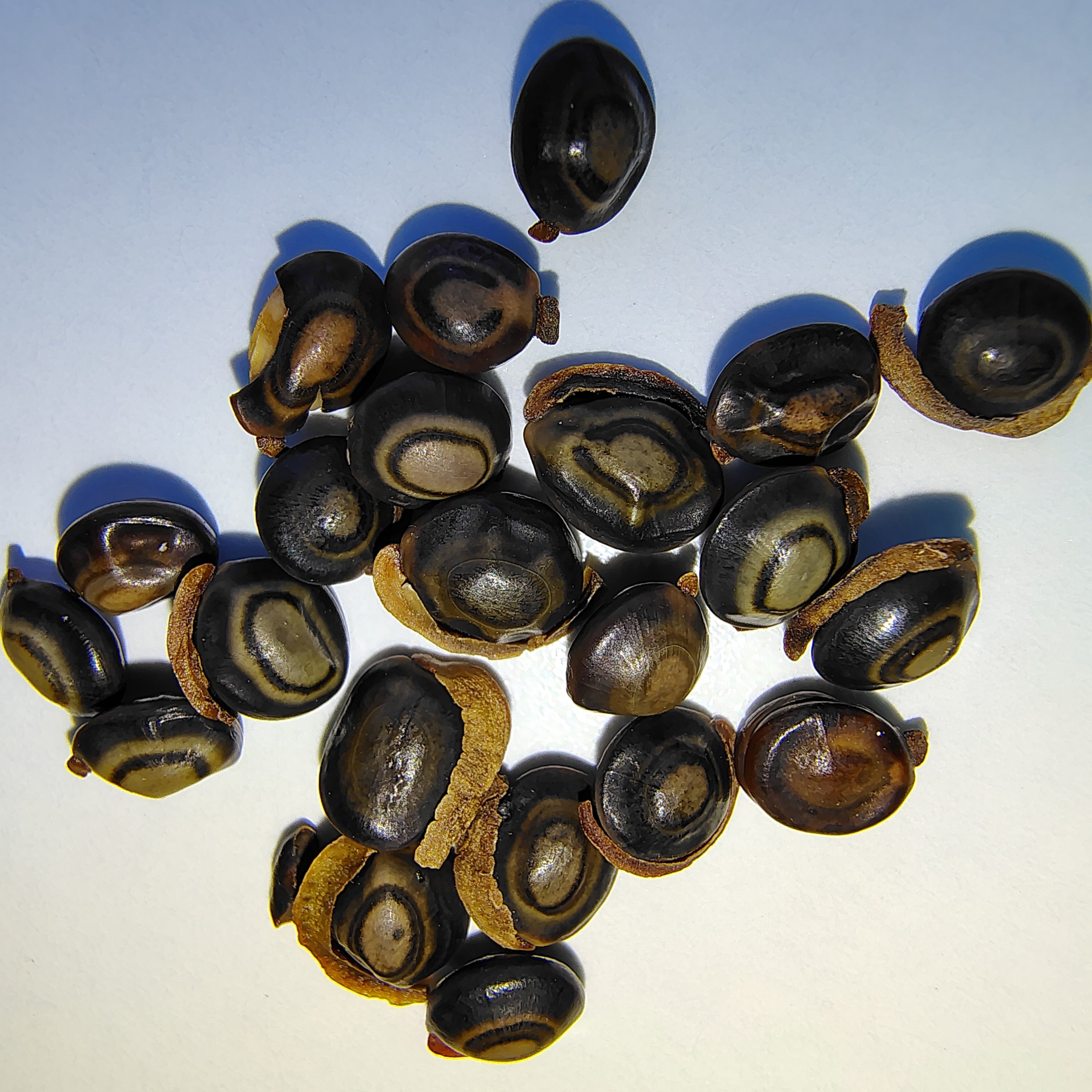 Acacia complanata (Flat-Stemmed Wattle) -Seeds-