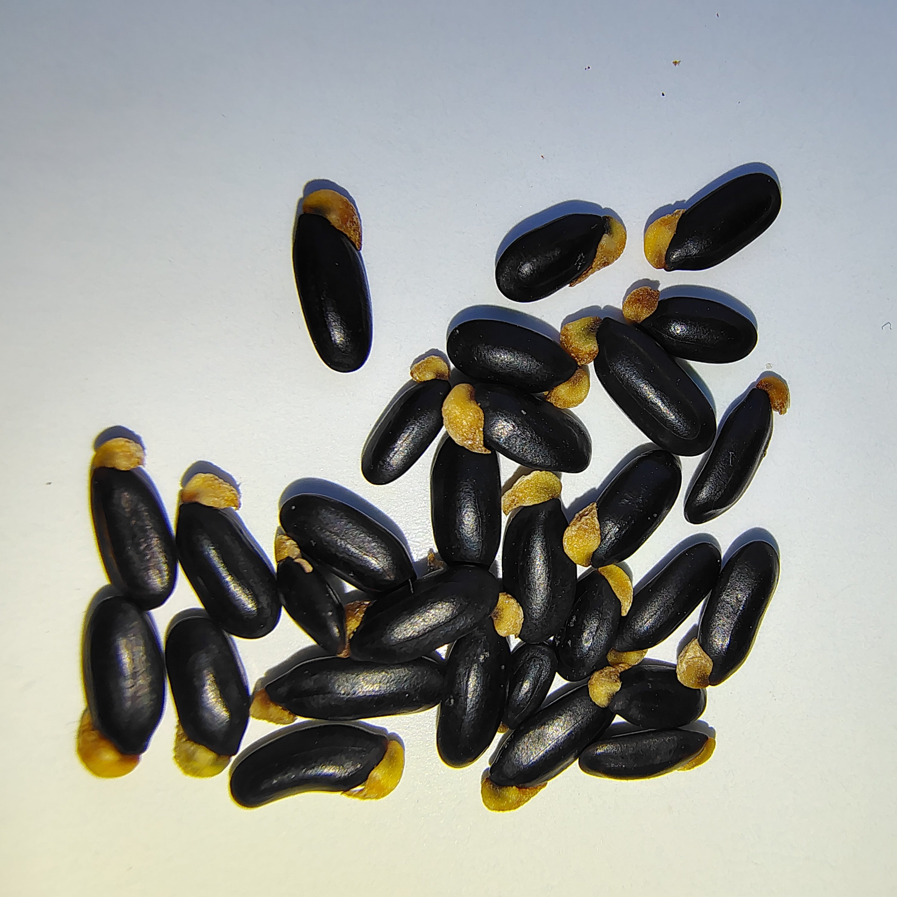 Acacia baileyana (Cootamundra Wattle) -Seeds-