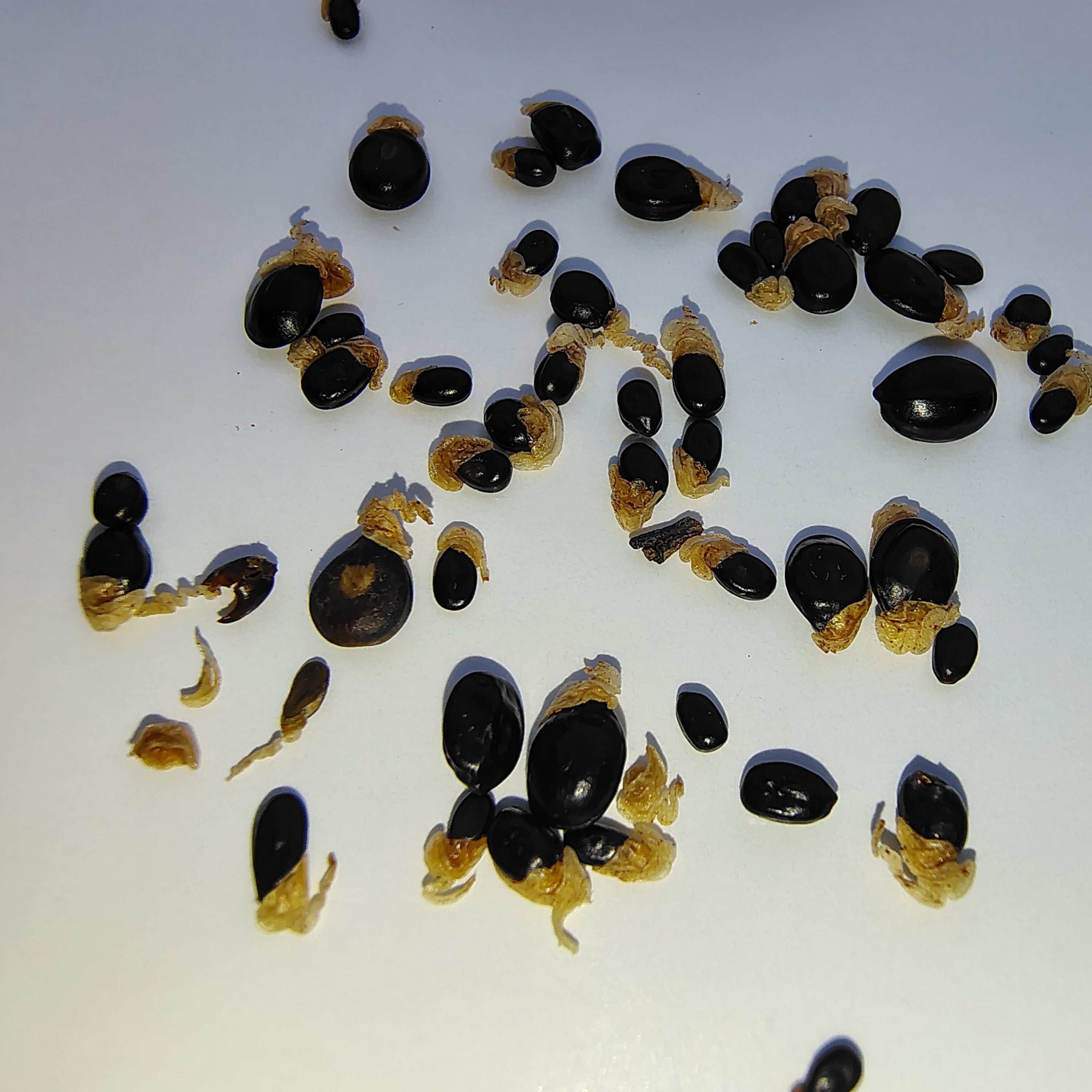 Acacia acuminata var. typical (Raspberry Jam) -Seeds-