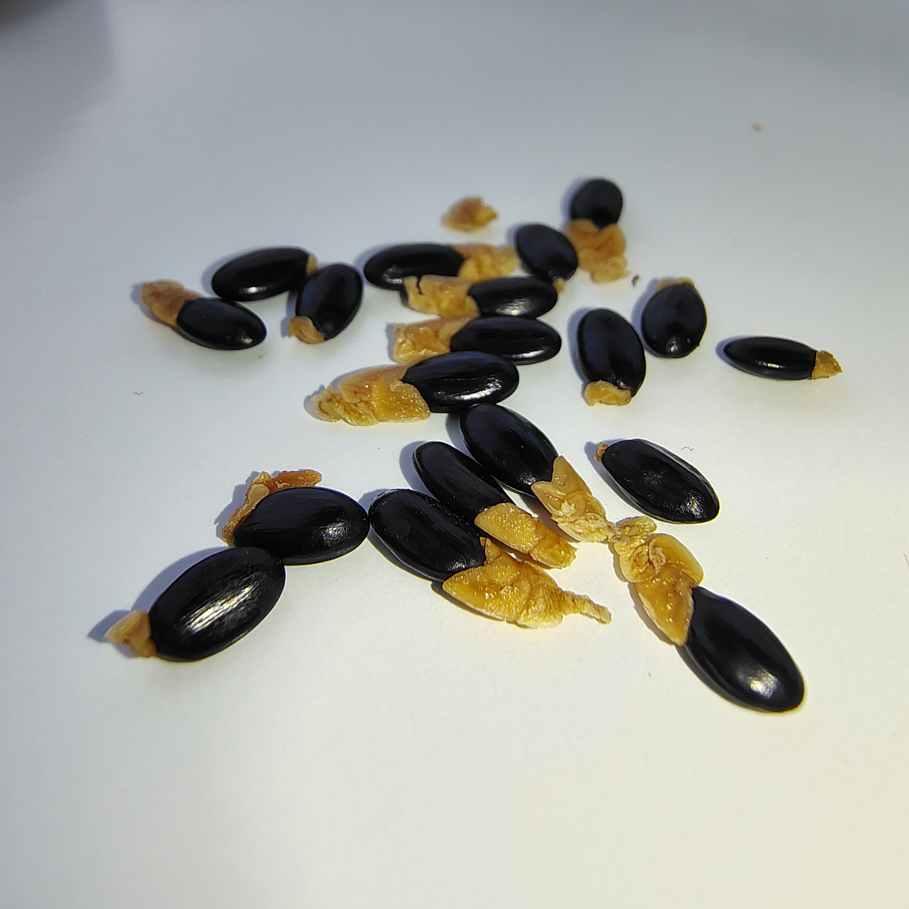 Acacia implexa (Lightwood) -Seeds-