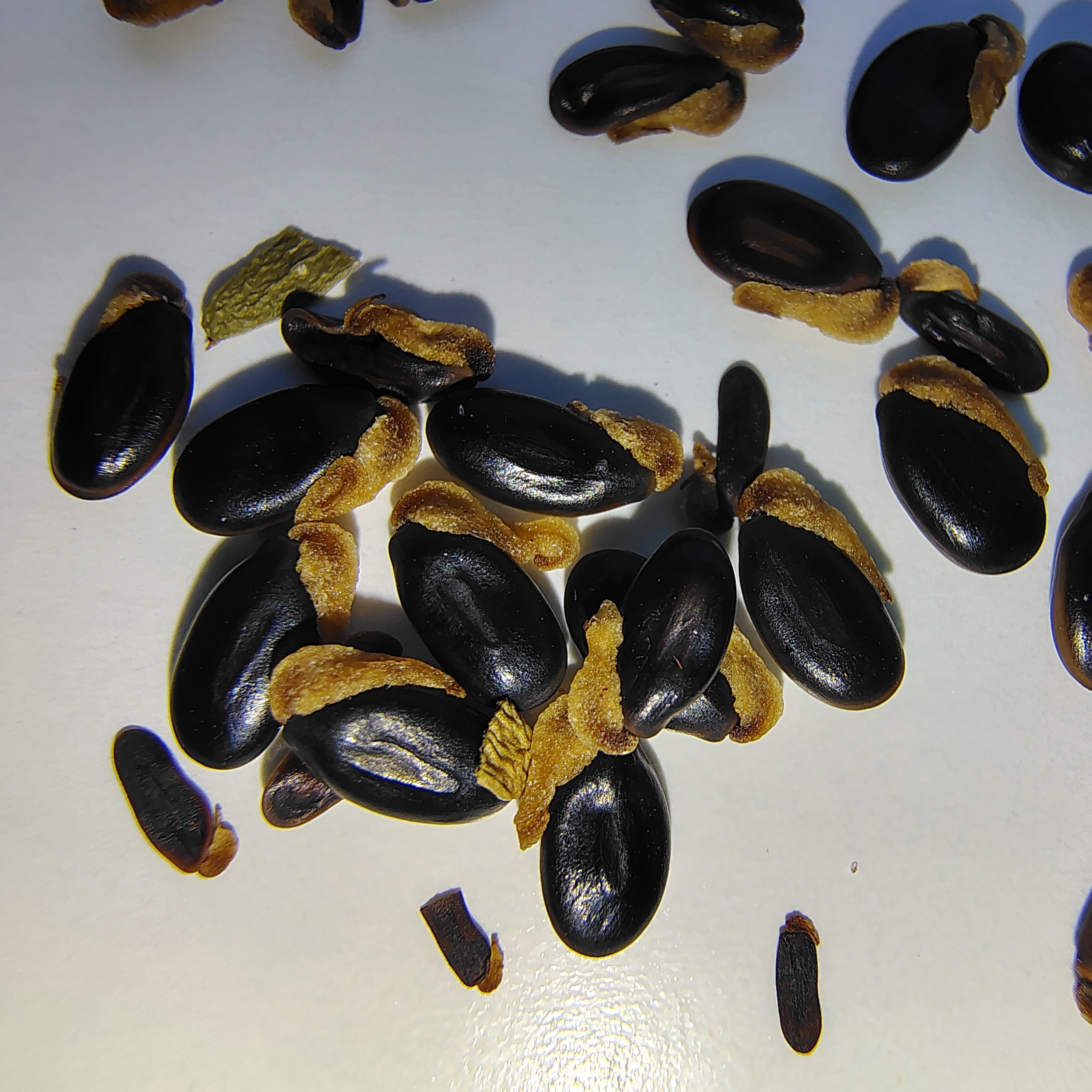 Acacia acinacea (Gold Dust Wattle) -Seeds-