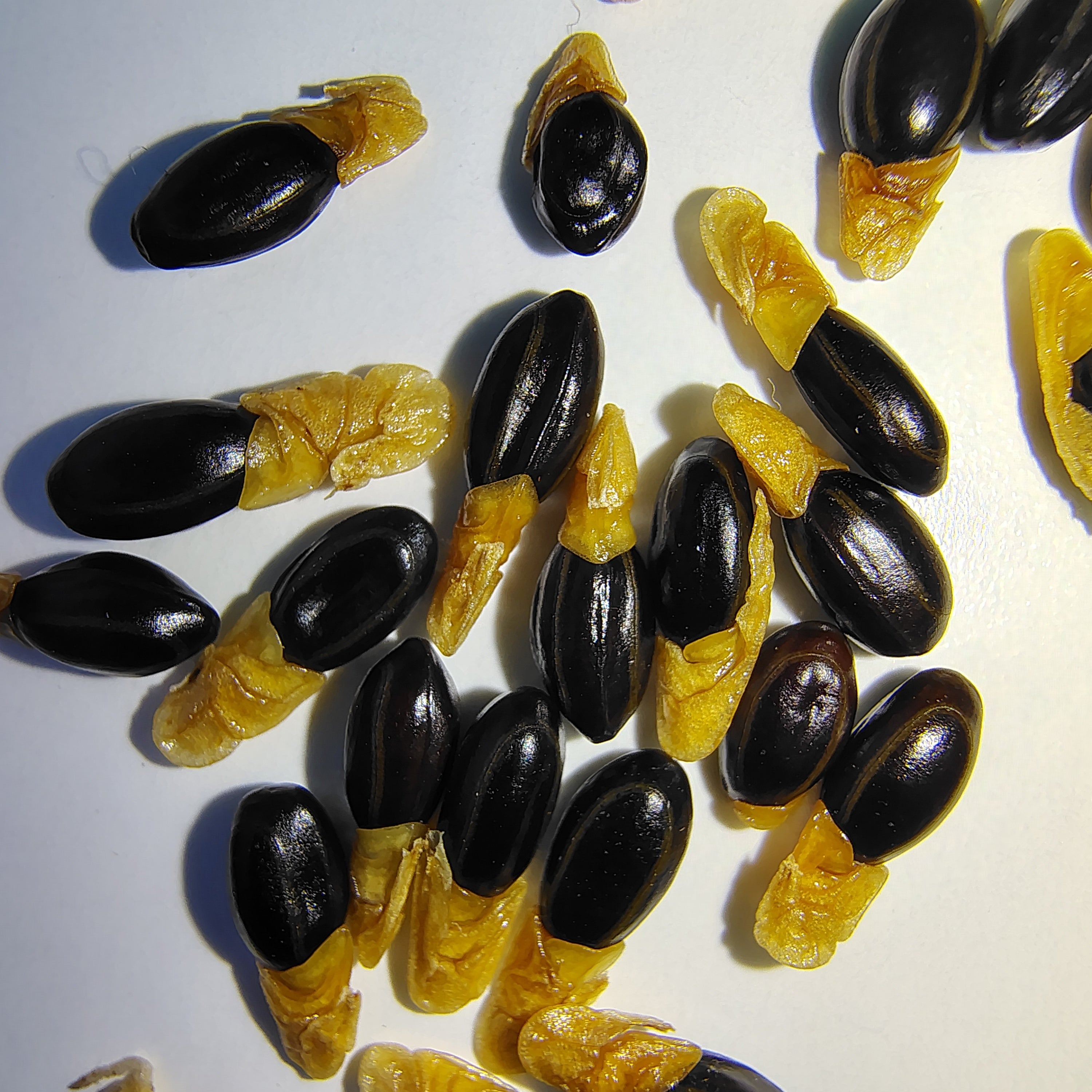 Acacia longifolia (Sydney Golden Wattle) -Seeds-