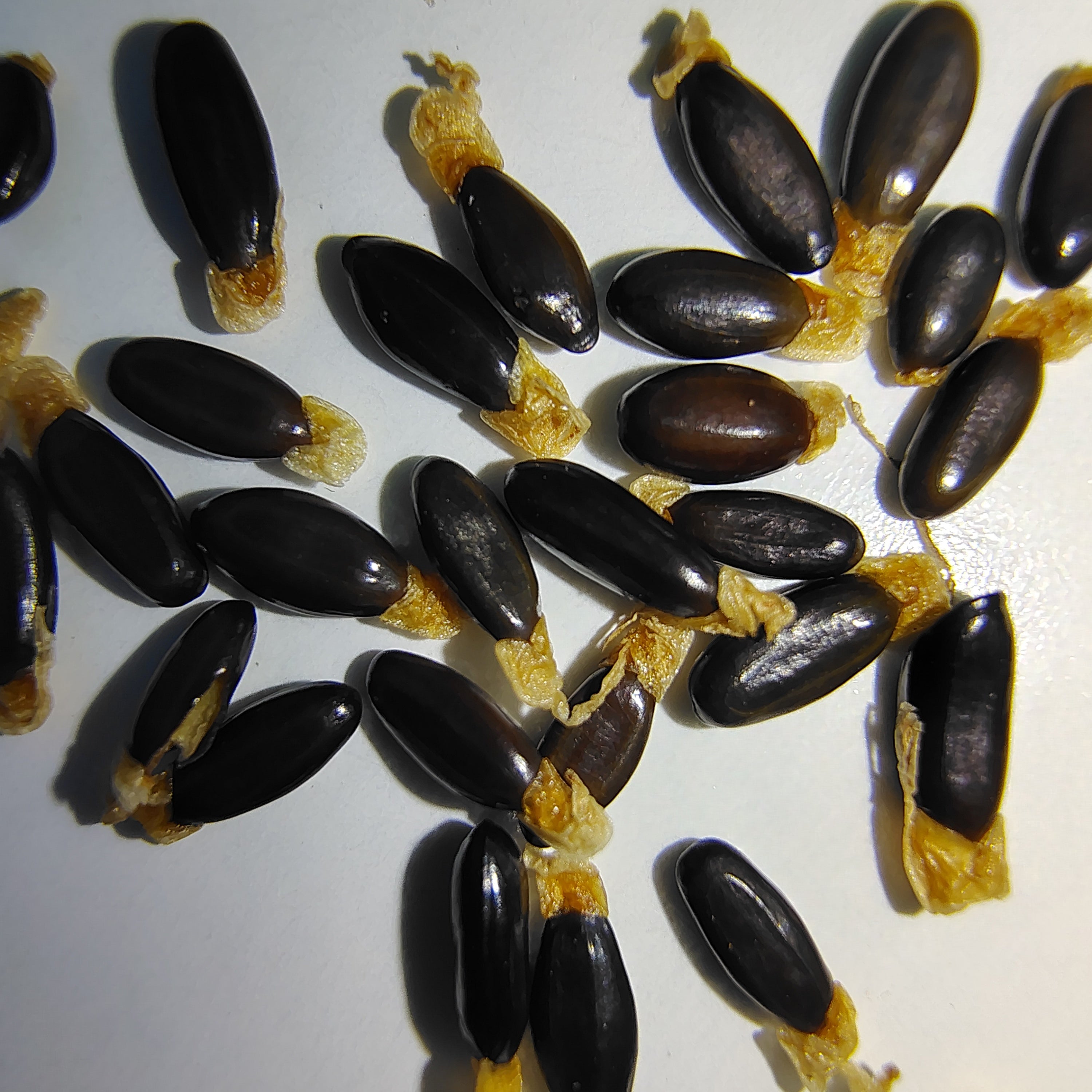 Acacia floribunda (Sallow Wattle) -Seeds-