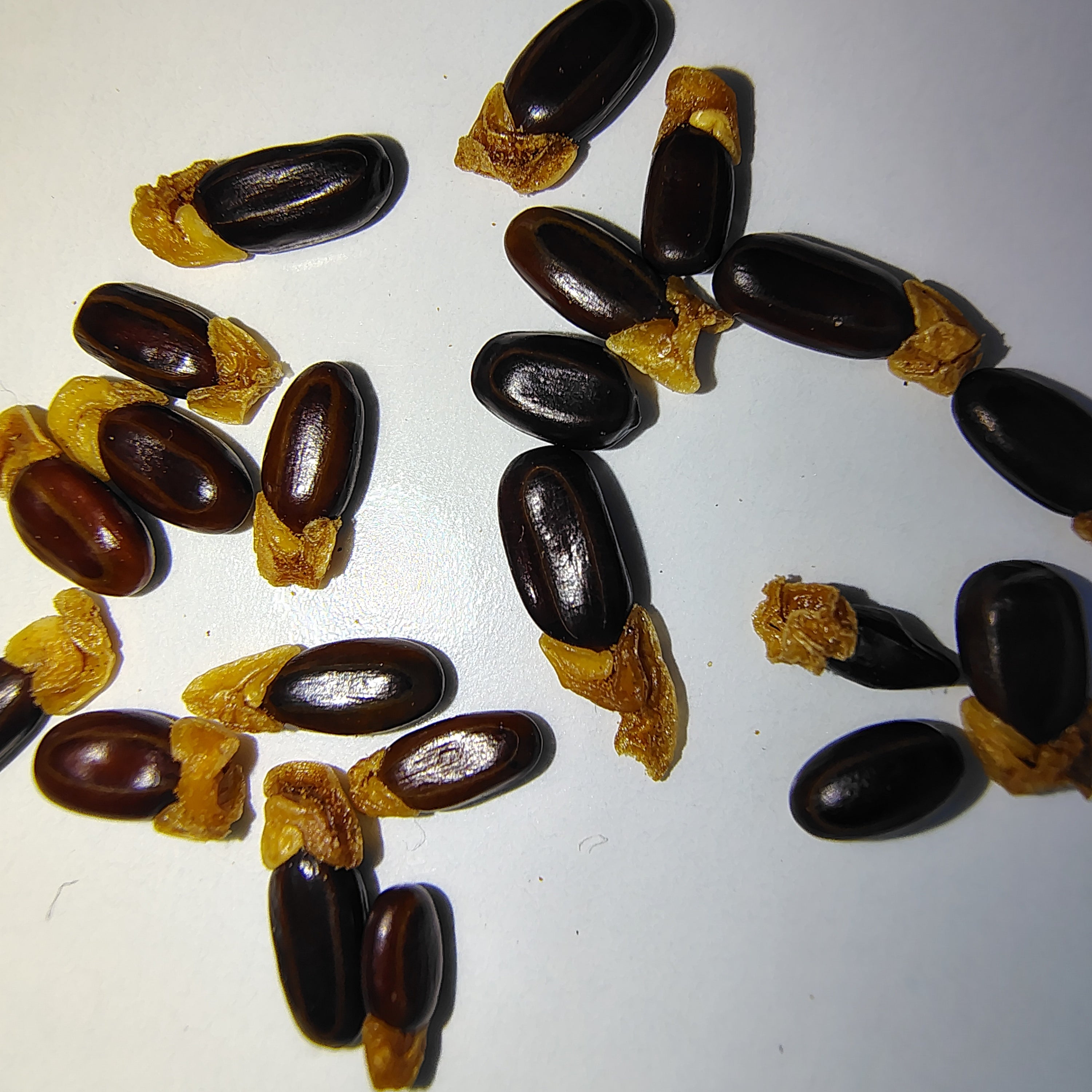 Acacia oxycedrus() -Seeds-