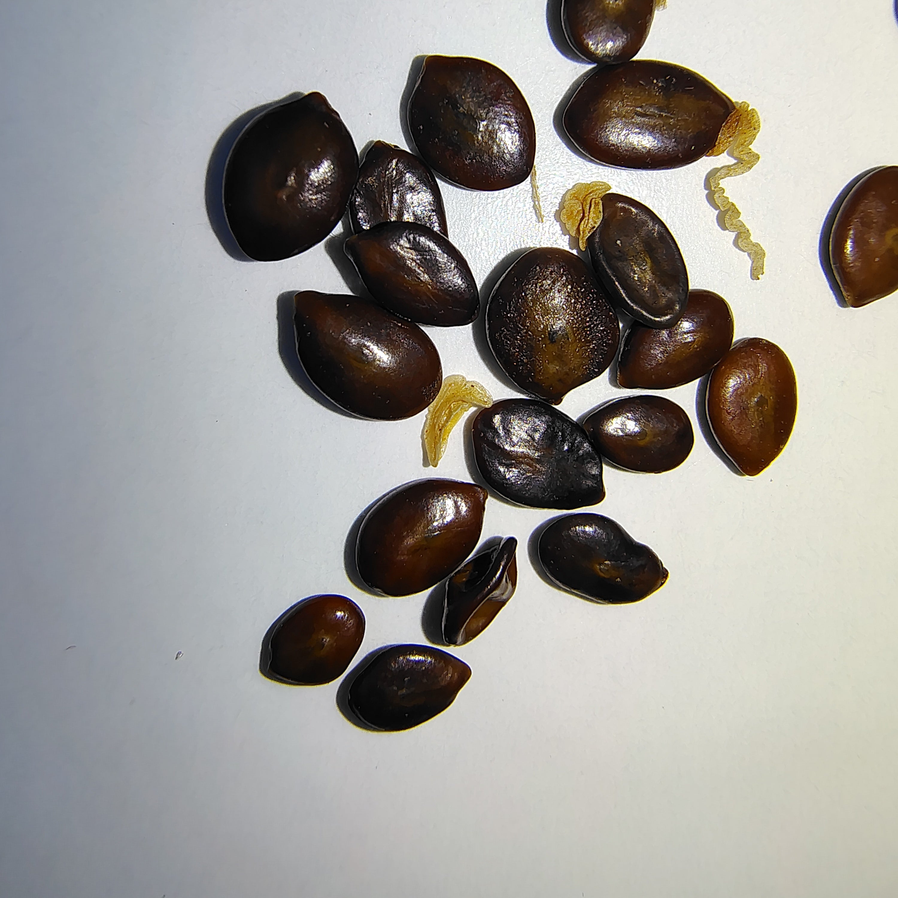Acacia aneura var. north (Mulga) -Seeds-