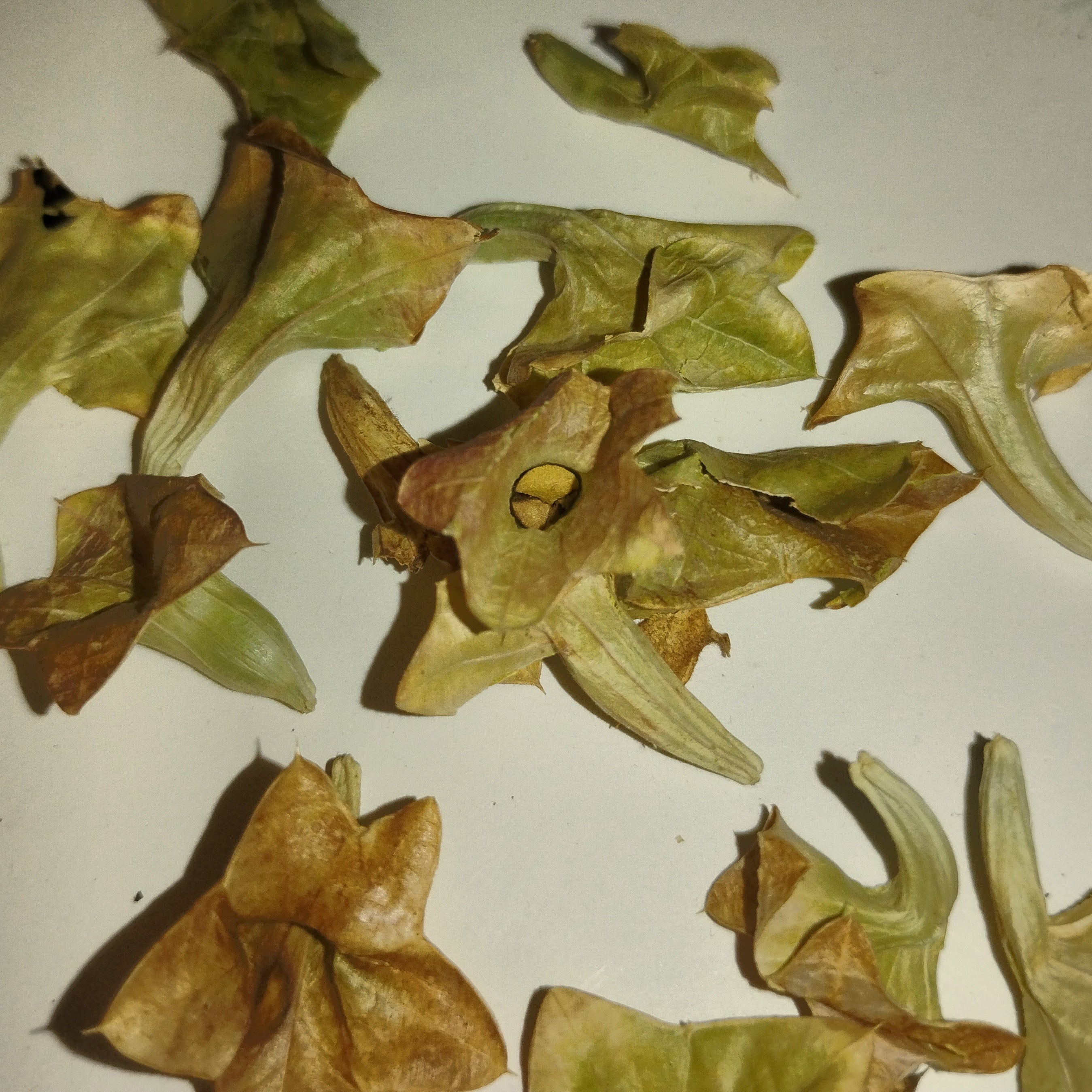 Lagochilus platycalyx (Flat-Calyx Lagochilus) -Seeds-