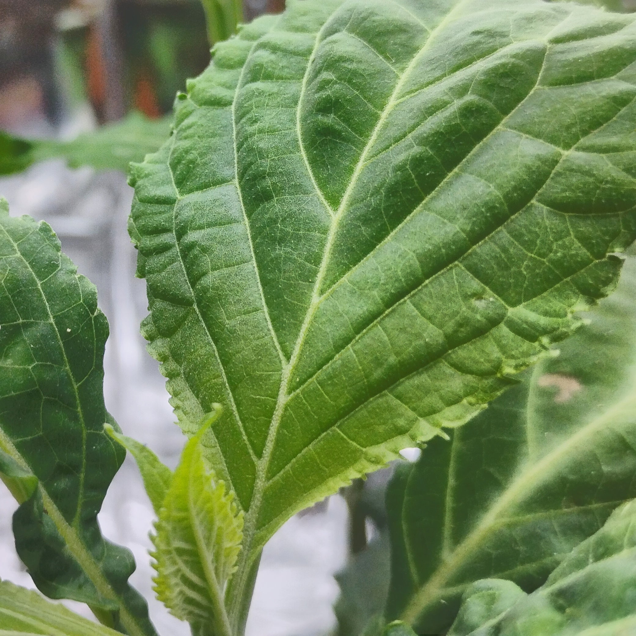 Salvia divinorum (Ska María Pastora) "Luna" -Live Plant-