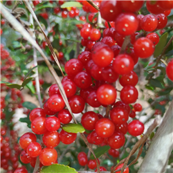 Ilex vomitoria var. Weeping (Yaupon Holly) -Seeds-