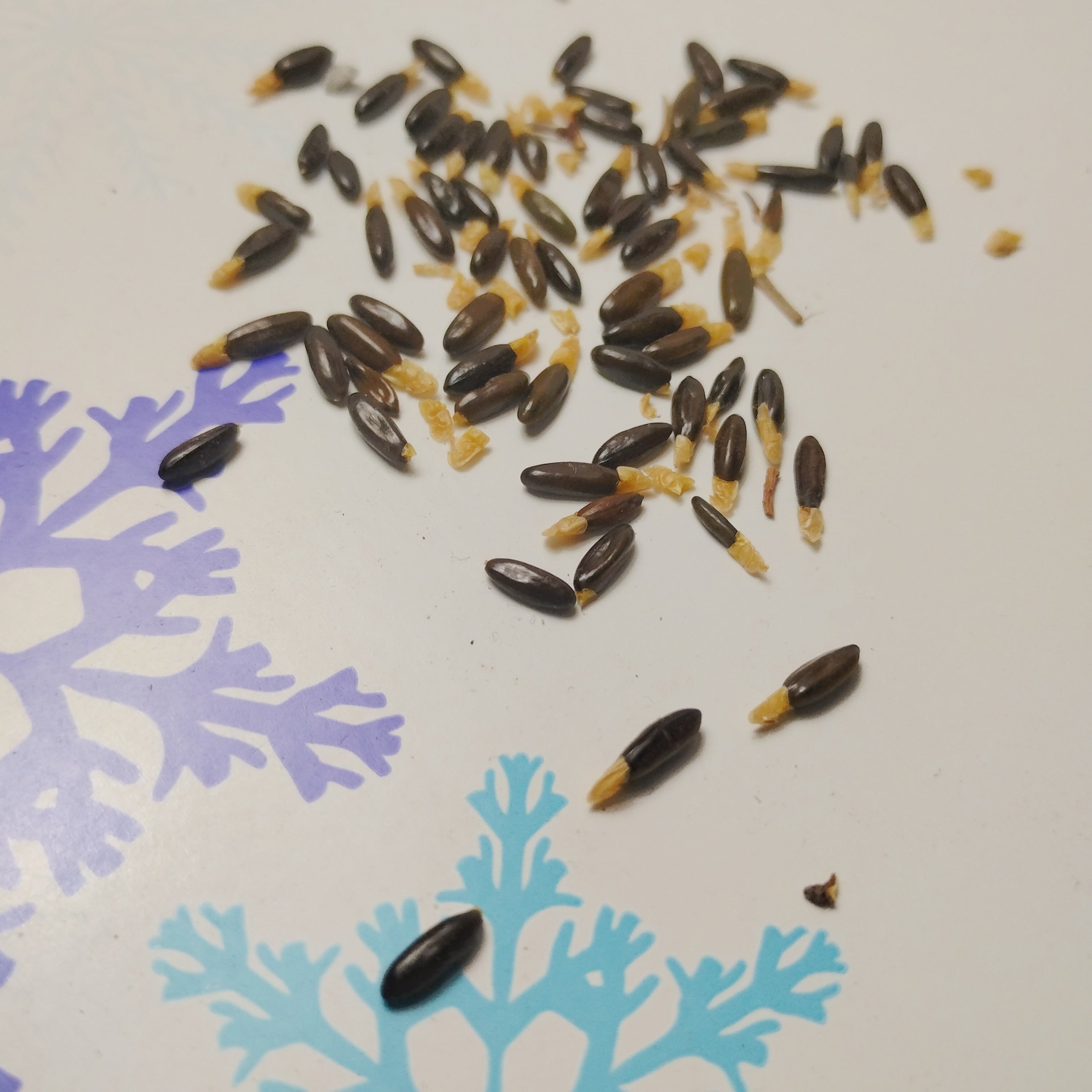 Acacia courtii (Three Brothers Wattle) -Seeds-