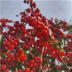 Ilex vomitoria var. Weeping (Yaupon Holly) -Seeds-