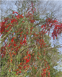 Ilex vomitoria var. Weeping (Yaupon Holly) -Seeds-