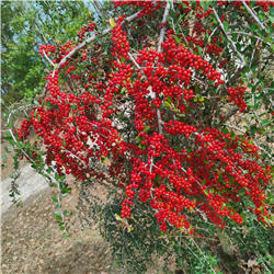 Ilex vomitoria var. Weeping (Yaupon Holly) -Seeds-