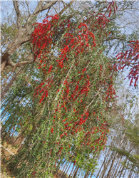 Ilex vomitoria var. Weeping (Yaupon Holly) -Seeds-